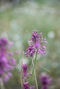 Keeled garlic, Allium carinatum, reddish-purple flower natural habitat